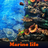 Das Marine Leben. Finden Sie Objekte