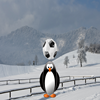Pinguin-Fußball-Star